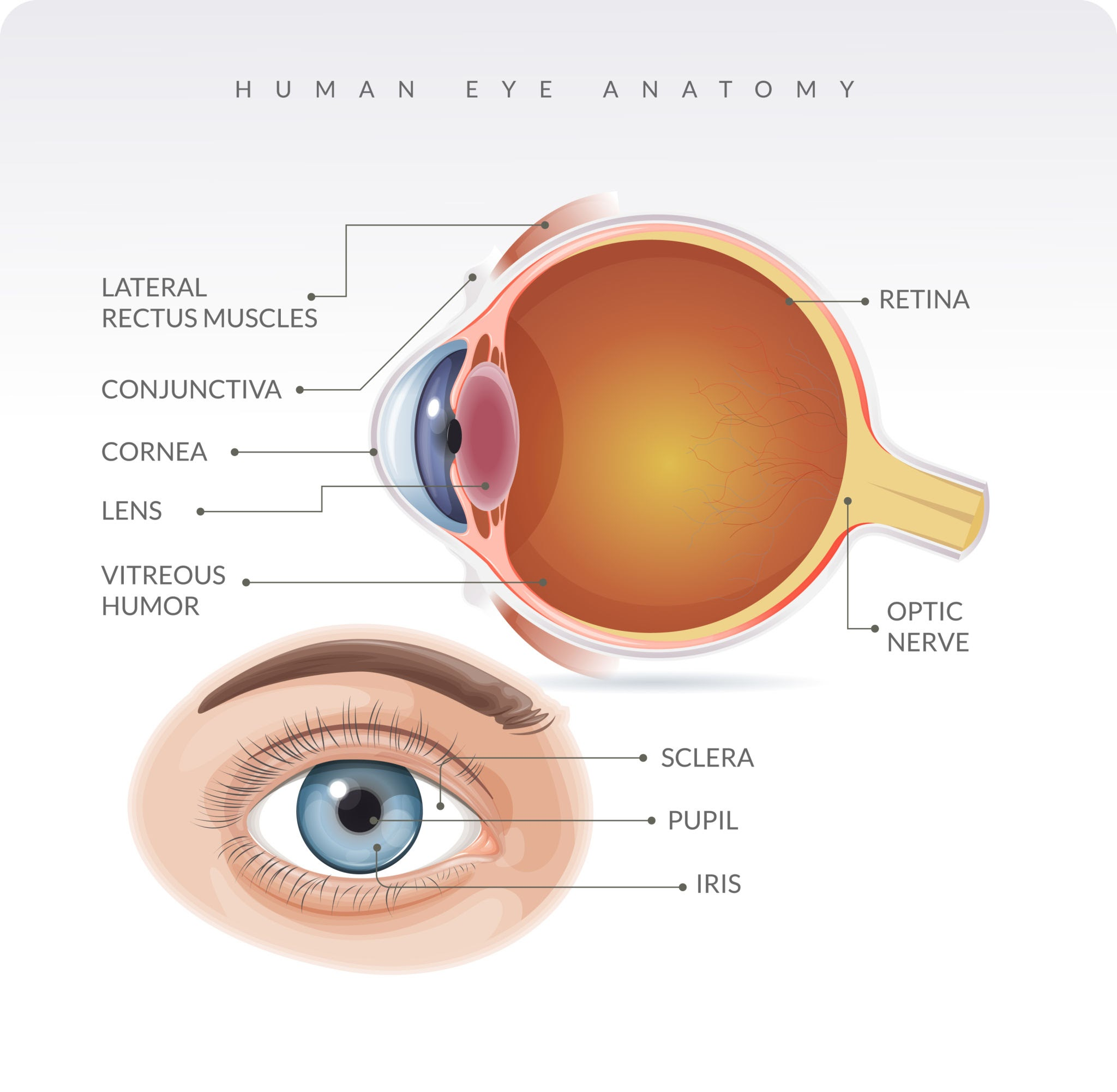 Anatomy of the Cornea and Conjunctiva